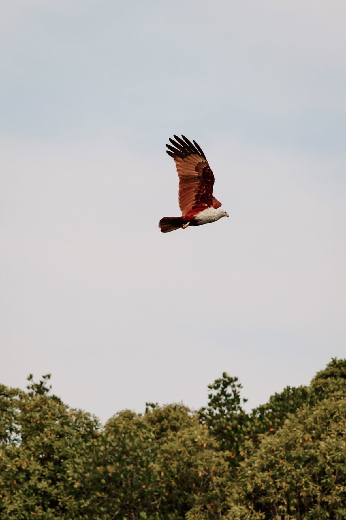 Roter Seeadler fliegt über Baumwipfel am Himmel