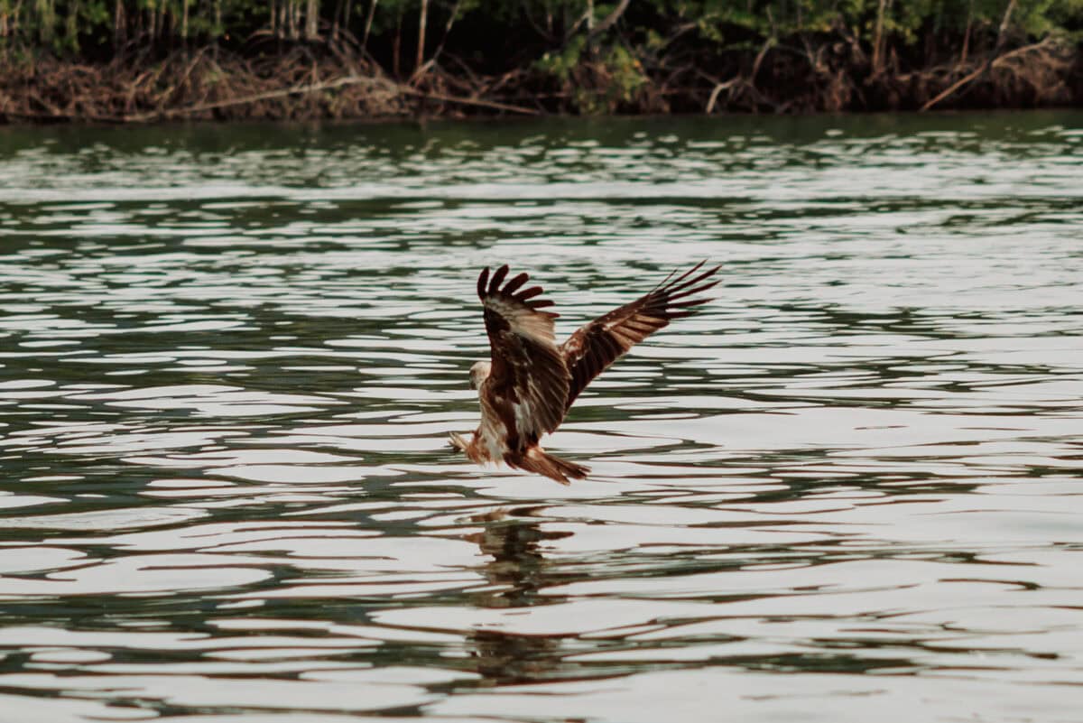 Adler greift einen Fisch aus dem Wasser