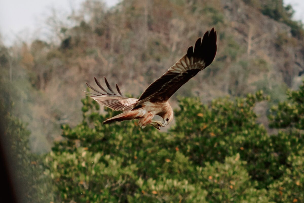 Greifvogel im Flug vor grünen Bäumen und Felsen